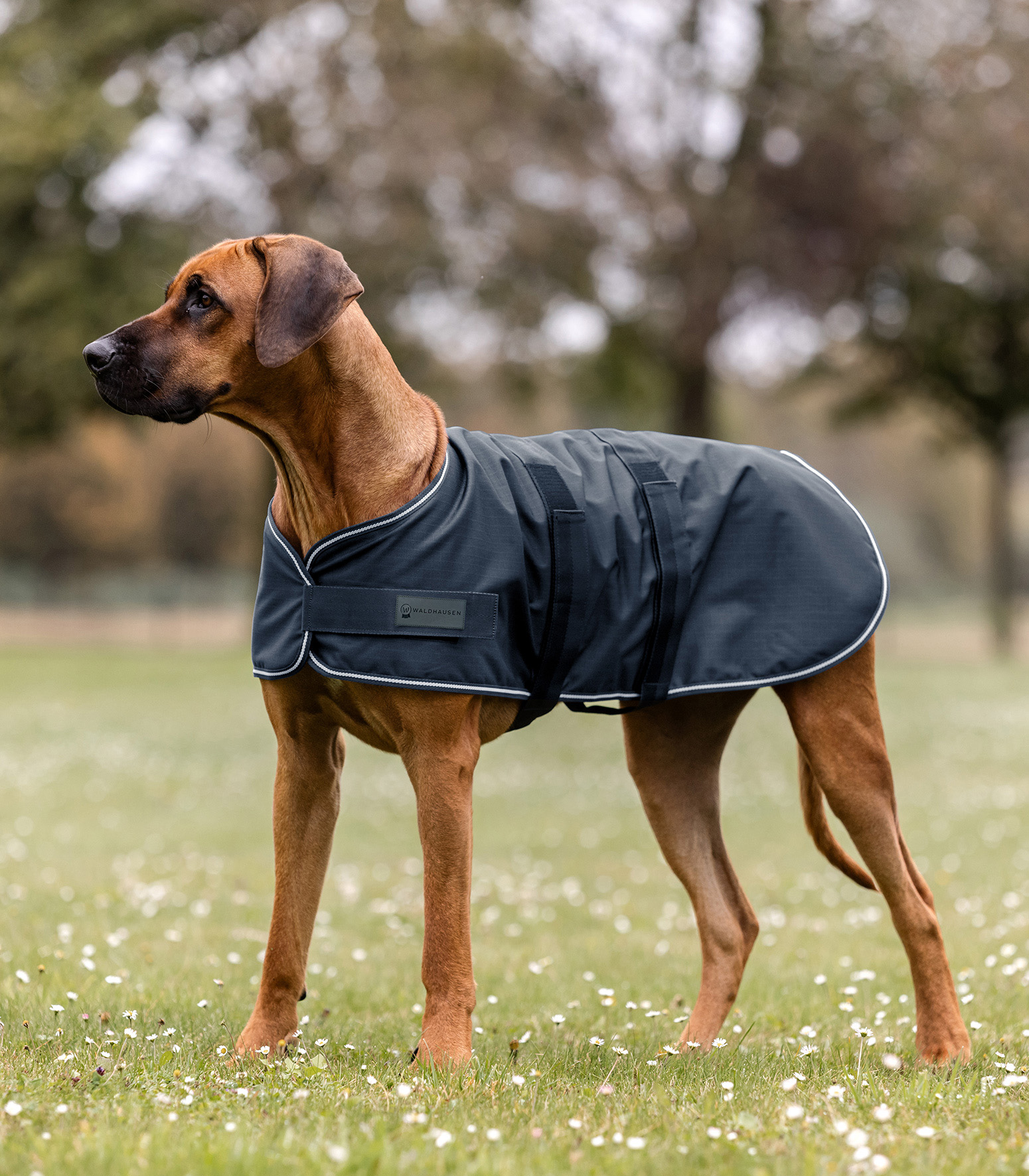 Waldhausen Waldhausen Regen-Hundedecke