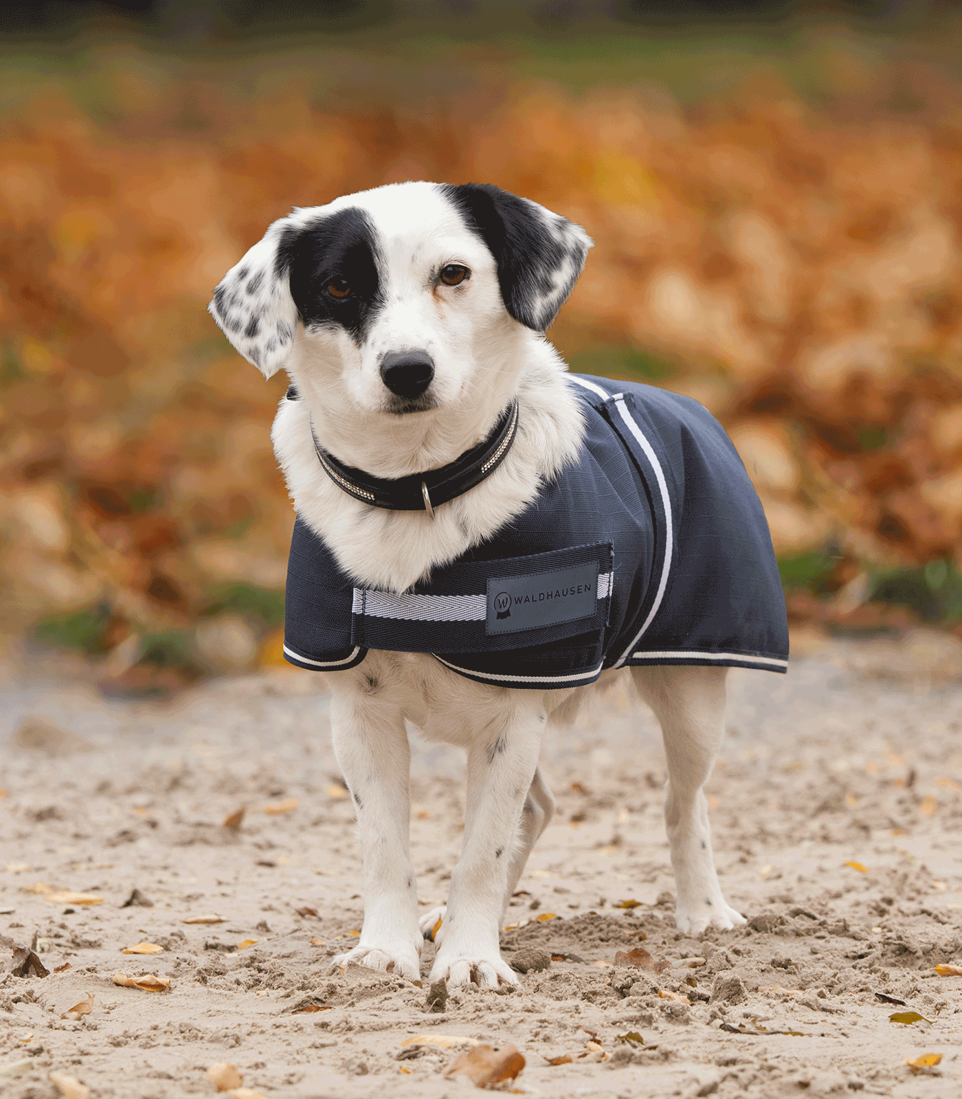 Waldhausen Waldhausen COMFORT Hundedecke, 200 g Waldhausen Waldhausen COMFORT Hundedecke, 200 g