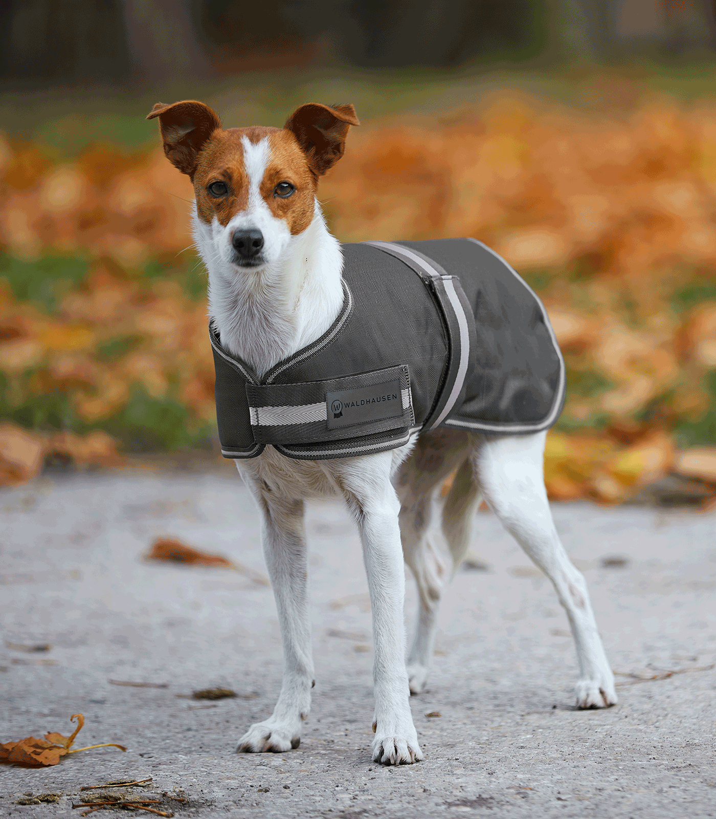 Alternative view of Waldhausen COMFORT Hundedecke, 200 g