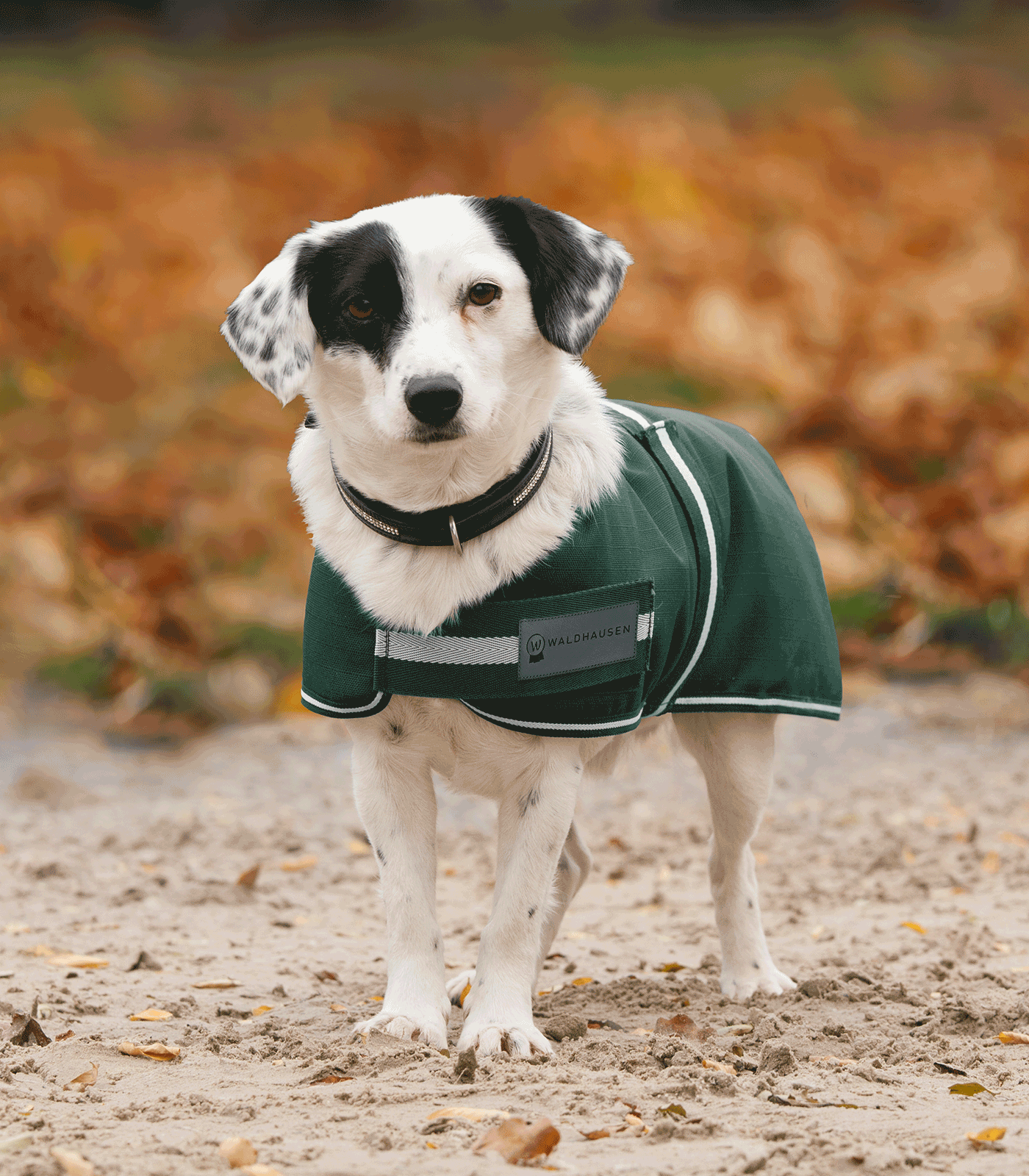 Waldhausen Waldhausen COMFORT Hundedecke, 200 g