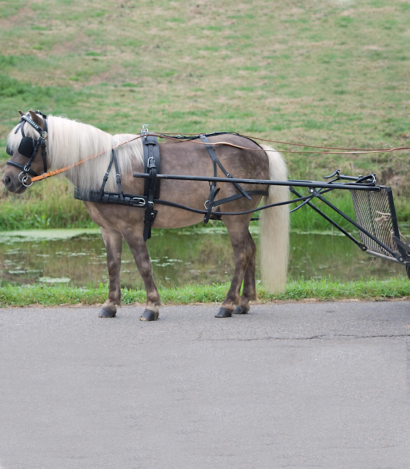 Waldhausen Waldhausen Einspänner Geschirr Economic, Pony und Shetty Waldhausen Waldhausen Einspänner Geschirr Economic, Pony und Shetty